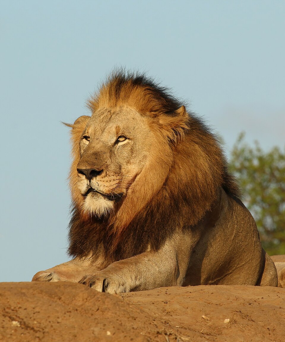 960px lion (panthera leo) male 6y